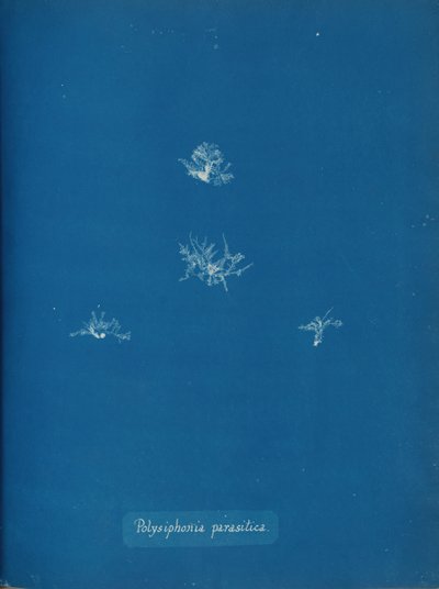 Polysiphonia parasitica, vers 1853 - Anna Atkins