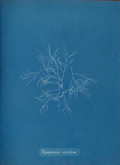 Polysiphonia subulifera - Anna Atkins