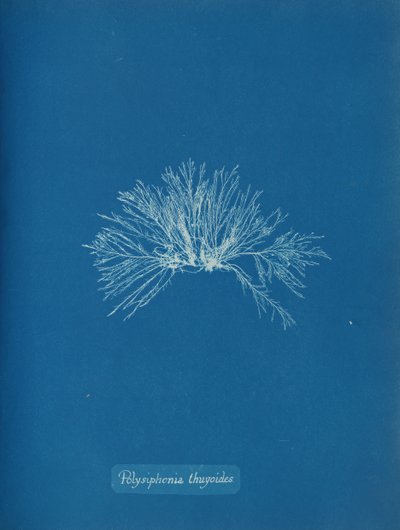 Polysiphonia thuyoides - Anna Atkins