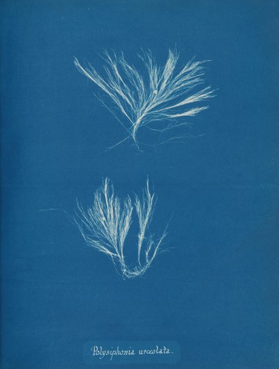 Polysiphonia urceolata, vers 1853 - Anna Atkins