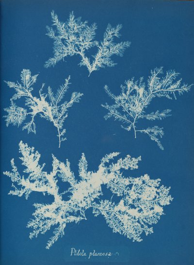 Ptilota plumosa, vers 1853 - Anna Atkins