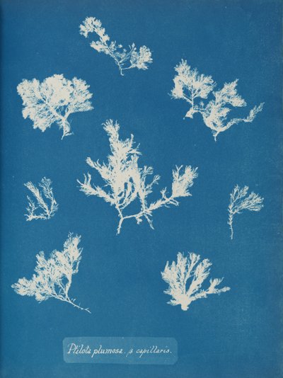 Ptilota plumosa. ß capillaris, vers 1853 - Anna Atkins