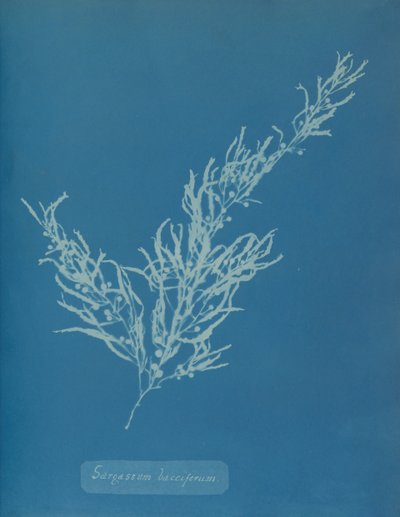 Sargassum bacciferum, vers 1853 - Anna Atkins