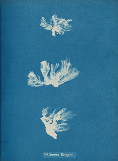 Schizonema Dillwynii, vers 1853 - Anna Atkins