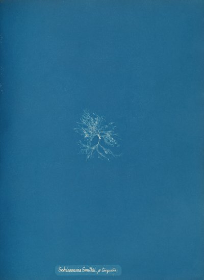 Schizonema Smithii, ß torqata, vers 1853 - Anna Atkins