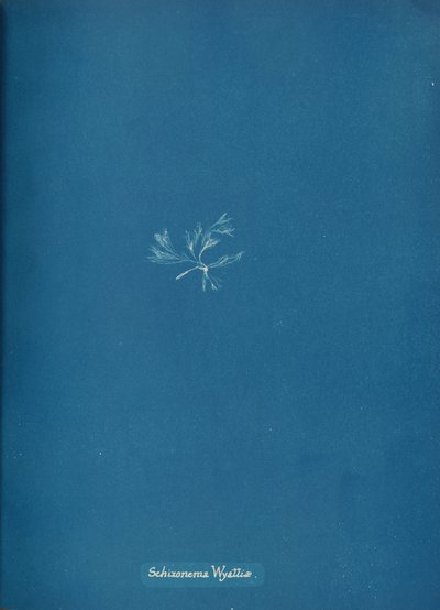 Schizonema Wyattiæ, vers 1853 - Anna Atkins