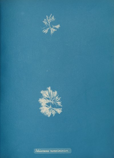 Schizonema ramosissimium - Anna Atkins