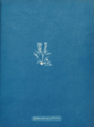 Sphacelaria filicina - Anna Atkins