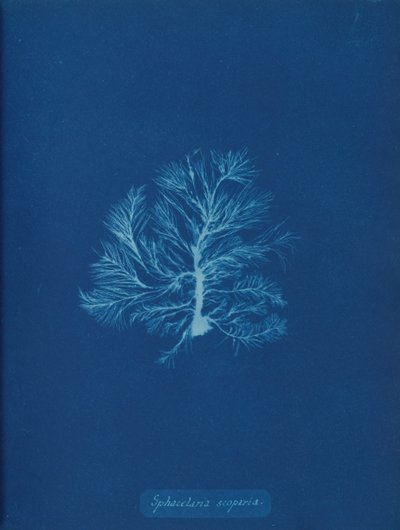 Sphacelaria scoparia, vers 1853 - Anna Atkins