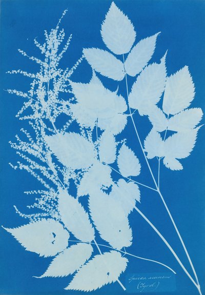 Spiraea aruncus Tyrol - Anna Atkins