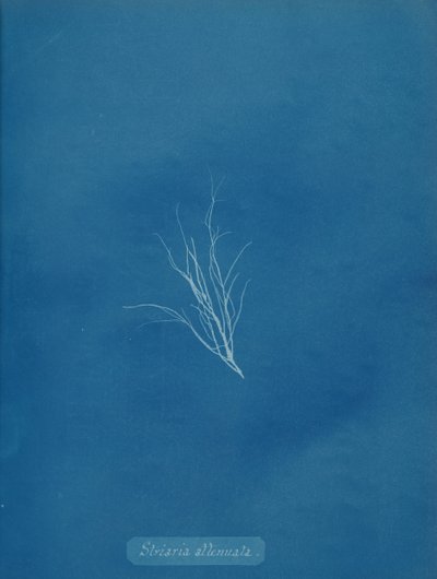 Striaria attenuata, ca. 1853 - Anna Atkins