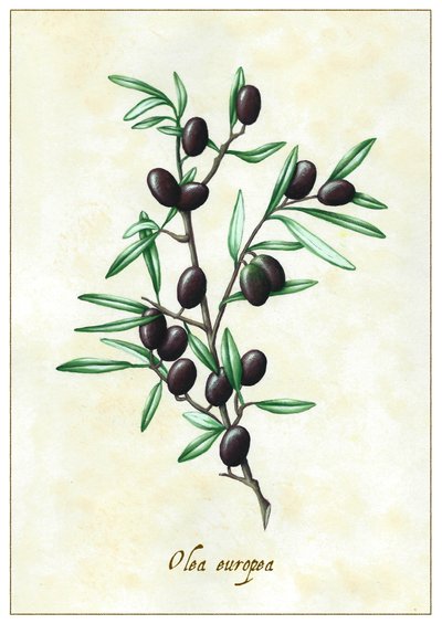 Olea europea - Annalisa Morrocco