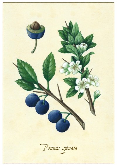 Prunus spinosa - Annalisa Morrocco