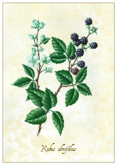 Rubus ulmifolius, 2015 - Annalisa Morrocco