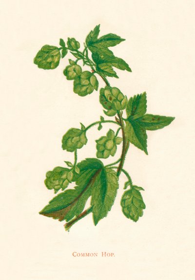 Houblon commun, vers 1891, 1891 - Anne Pratt