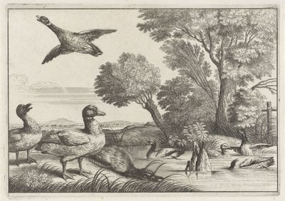 Canards (Diversae avium species, Verschillende vogels) - Anonymous