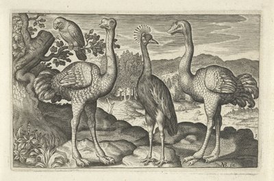 Grue couronnée entre deux autruches (Vogels en insecten) - Anonymous