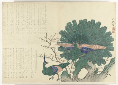 Paons (Album Shijo-surimono de la période 1840-1900) - Anonymous