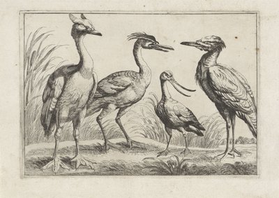 Quatre échassiers (Verschillende vogels) - Anonymous