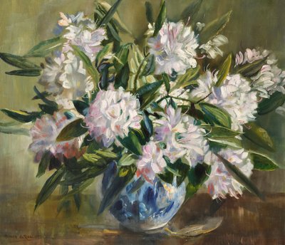 Rhododendrons, blanc pâle et rose - Anthea Durose