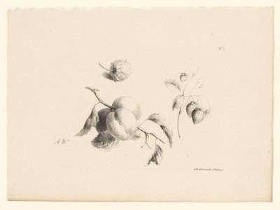 Abricots et fraises (série de fleurs et fruits) - Anton Weiss