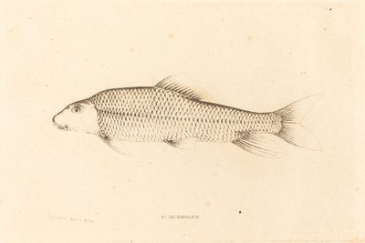 C. Aureolus - Charles Alexandre Lesueur