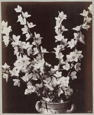 Étude de fleurs avec pot de Cologne - Charles Aubry (manner of)