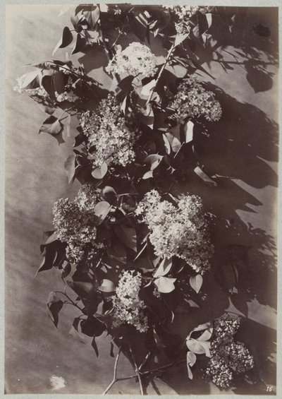 Étude de fleurs avec branches - Charles Aubry (manner of)