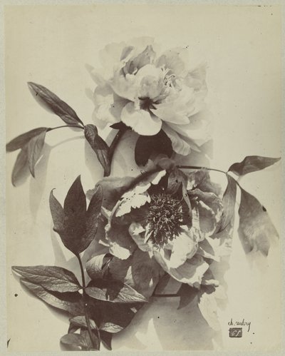 Nature morte de fleurs avec pivoines - Charles Hippolyte Aubry