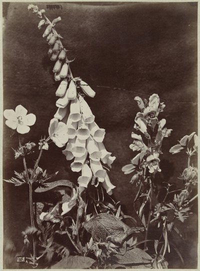 Nature morte de fleurs avec digitale - Charles Hippolyte Aubry