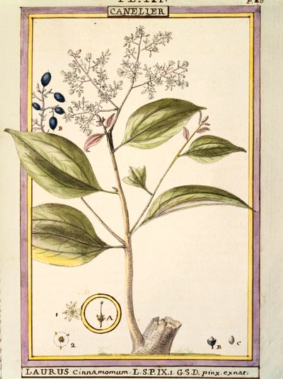 Cannelle (Laurus cinnamomum) - Delahaye Delahaye