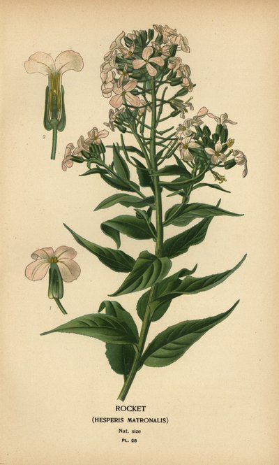 Julienne des dames, Hesperis matronalis - Désiré Georges Jean Marie Bois