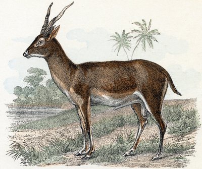 Antilope de 