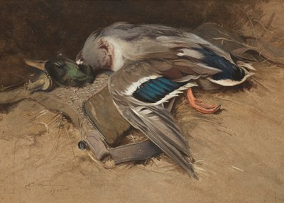 Canard colvert - Edwin John Alexander