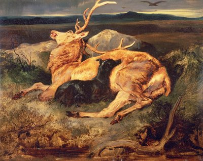 Cerf - Edwin Landseer