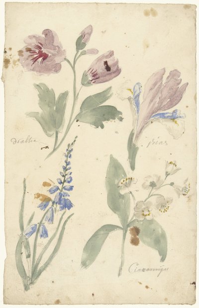 Études de fleurs dont une iris - Elias van Nijmegen