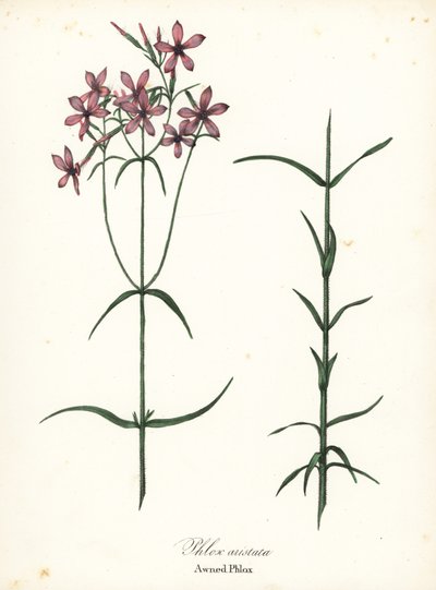 Phlox aristata - Endicott Endicott