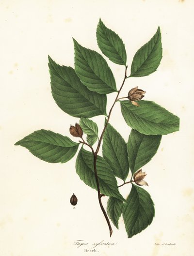 Hêtre, Fagus sylvatica - Endicott Endicott