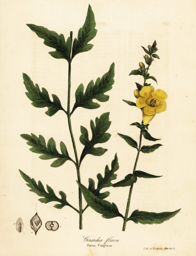 Fausse digitale, Aureolaria flava - Endicott Endicott