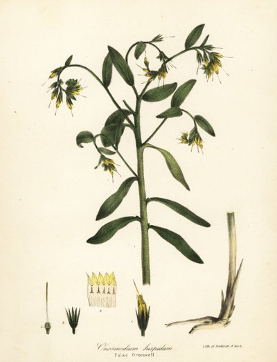 Faux gromwell, Onosmodium hispidum - Endicott Endicott