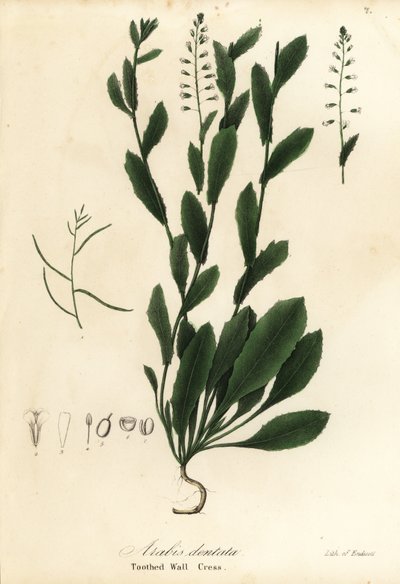 Murbeckiella pinnatifida - Endicott Endicott