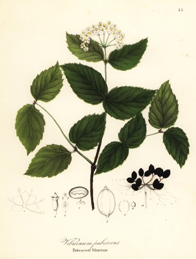 Viorne pubescente, Viburnum pubescens - Endicott Endicott