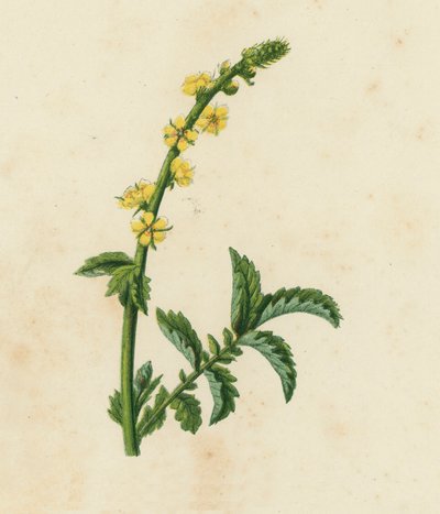 Aigremoine commune, Agrimonia Eupatoria - English School