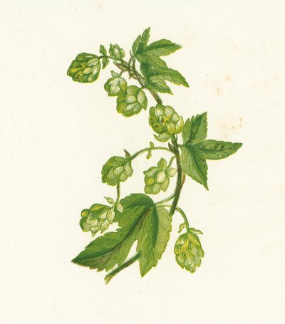 Houblon, Humulus Lupulus - English School