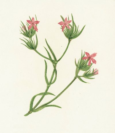 Œillet des chartreux, Dianthus Armeria - English School