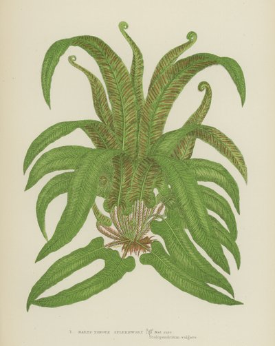 Scolopendre (Asplenium scolopendrium) - English School