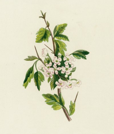 Aubépine, Crataegus Oxyacantha - English School