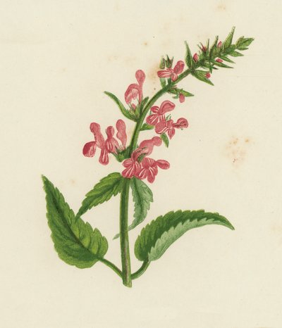 Épiaire des bois, Stachys Sylvatica - English School