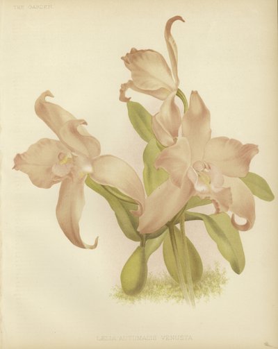 Laelia autumnalis venusta - English School