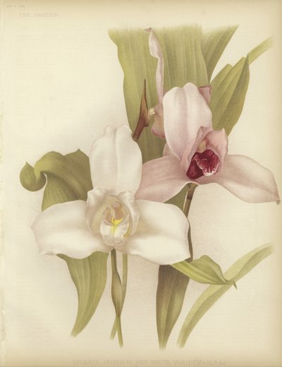 Lycaste skinneri et variété blanche - English School